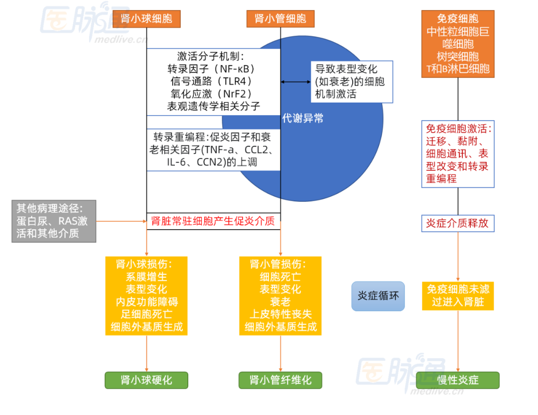 2030年DKD治療有何變化？抗炎治療或成為重中之重