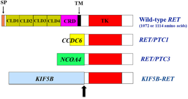 2022年終盤點(diǎn) | NSCLC靶向治療之RET篇