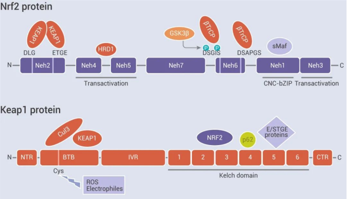 FDA授予Sapanisertib治療nrf2突變鱗狀NSCLC快速通道