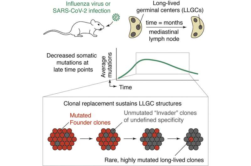 《Cell》發現免疫系統的“武器研發實驗室”