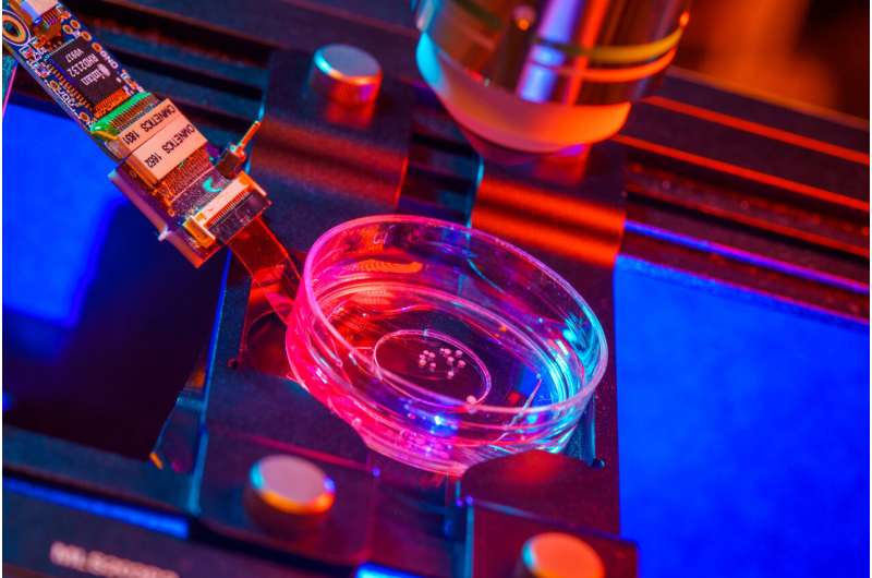 首次將人腦類器官植入小鼠皮層，它們對視覺刺激做出了反應……