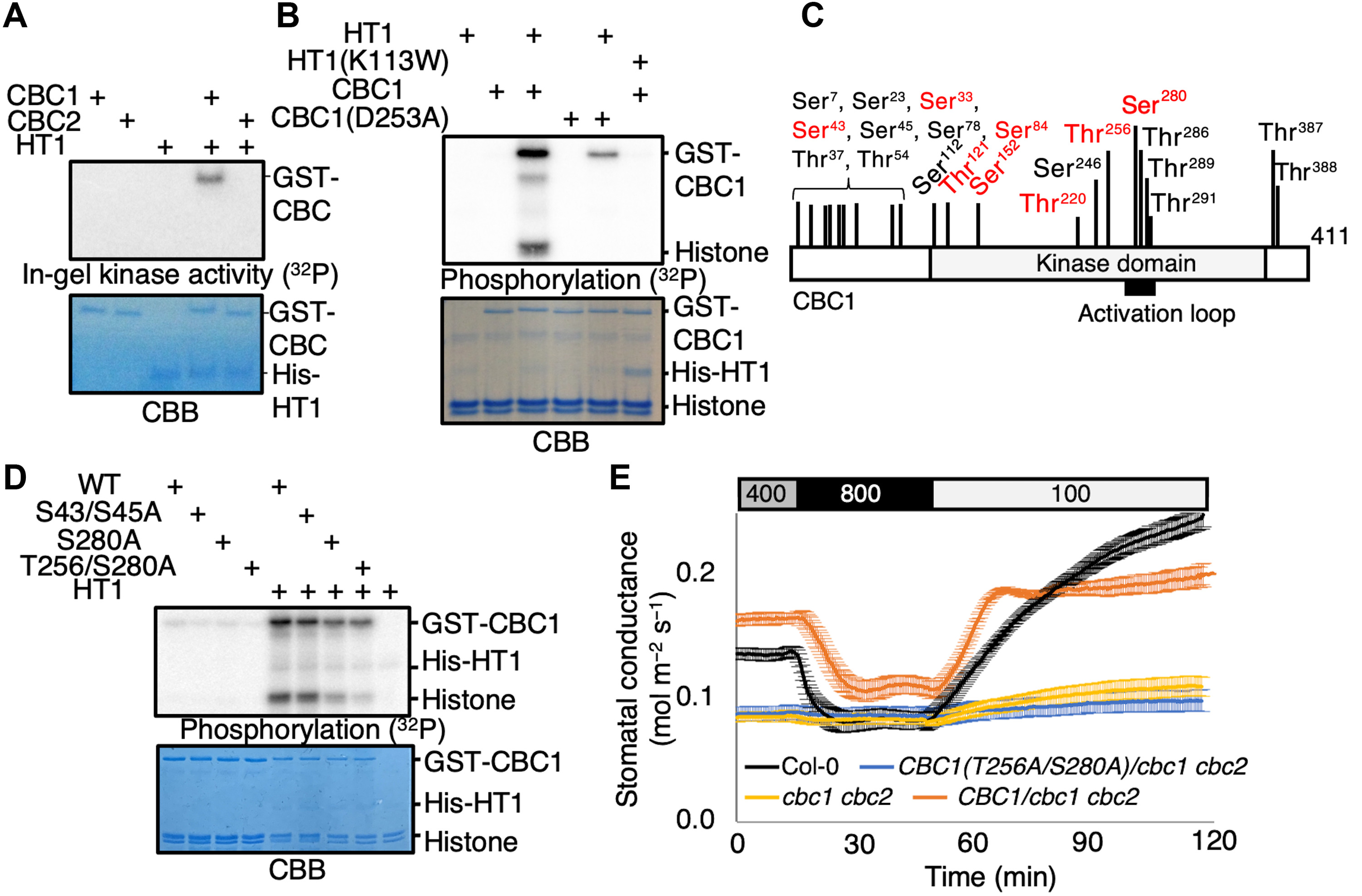 Science Advances:科學家發現植物用來控制“嘴巴”的機制