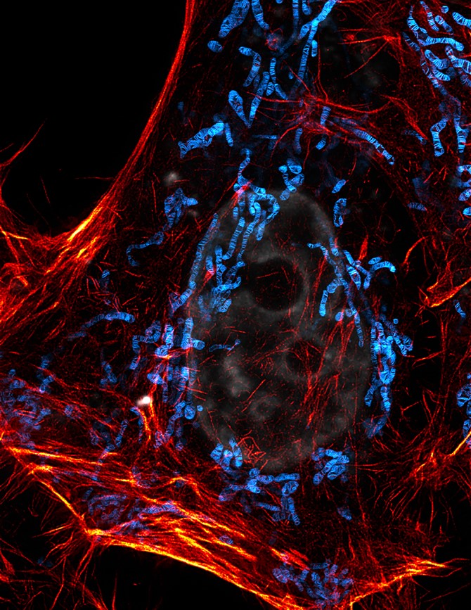 Proc. Natl. Acad. Sci. U.S.A.: 研發新探針實現線粒體多色STED成像