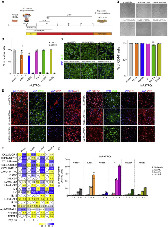 Stem Cell Rep：科學(xué)家利用干細(xì)胞制造出大量分泌特殊免疫蛋白的人類星形膠質(zhì)細(xì)胞 或有望幫助治療人類精神分裂癥