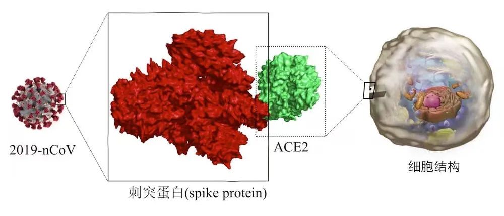 陽了后會導致心肌炎嗎？怎么做才能避免？
