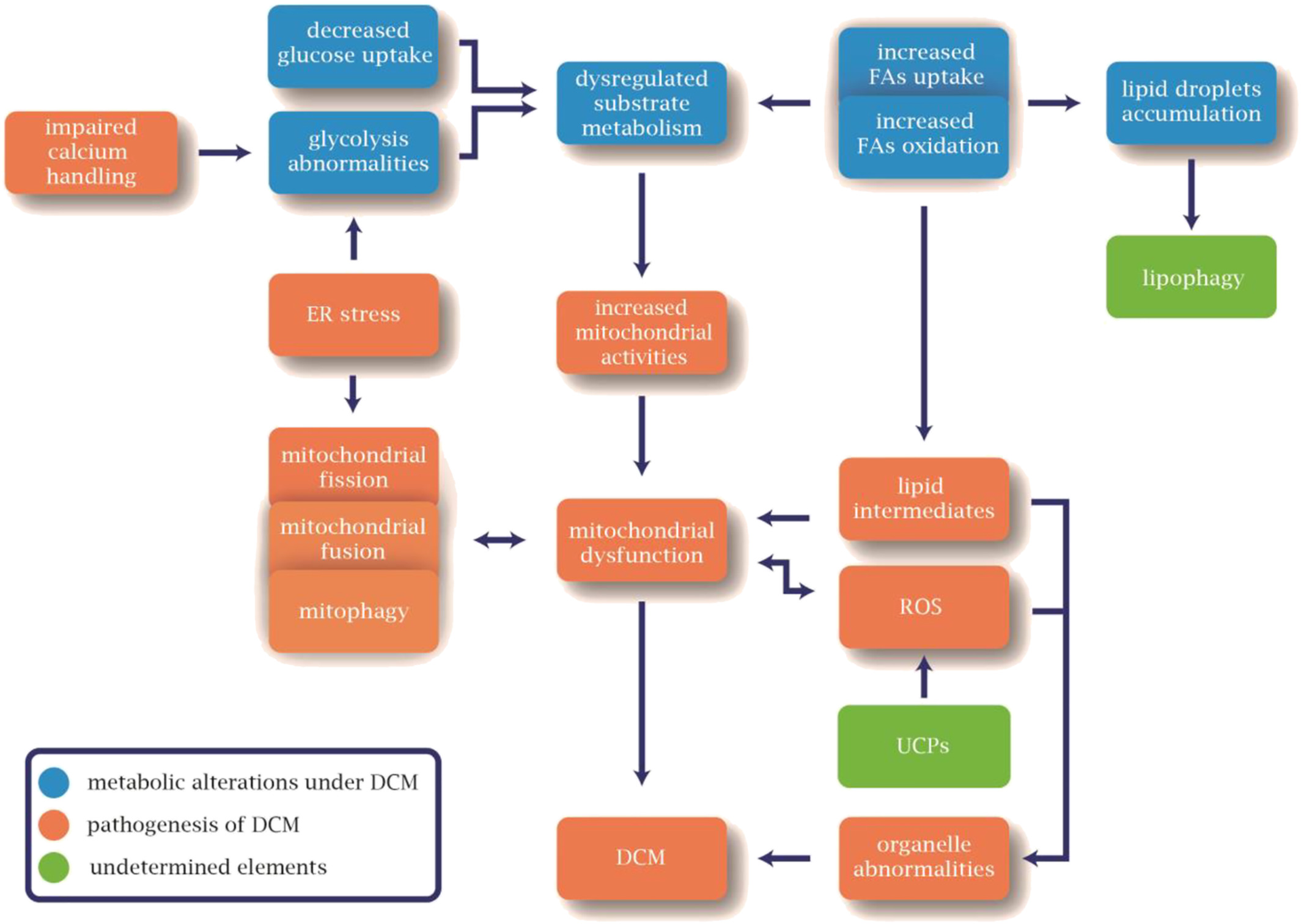 糖尿病性心肌病：聚焦治療靶點(diǎn)和藥物