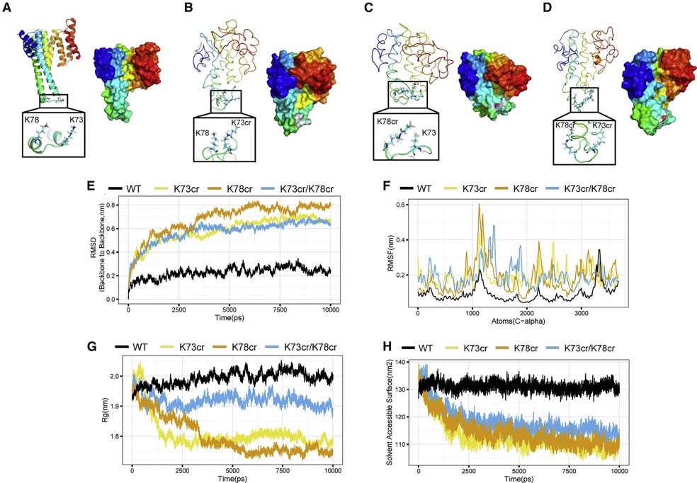 亮氨酸調節自噬研究中取得新進展