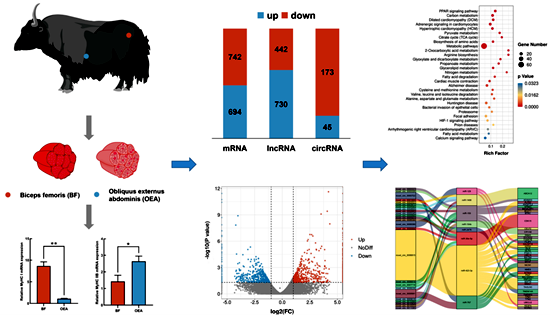 研究發現調控牦牛骨骼肌能量代謝的分子機制