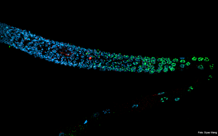 Nature：輻射對父親DNA的損害會遺傳給后代