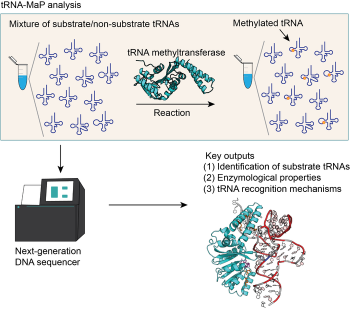 tRNA-MaP：新一代DNA測序對RNA相關酶進行功能分析